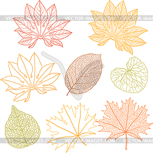 Set of different leaves.  - royalty-free vector image