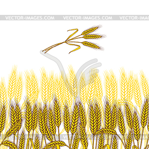 Фон с спелые желтые колосья пшеницы, - рисунок в векторе