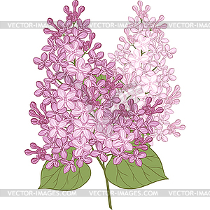 Flowers of lilac - vector image