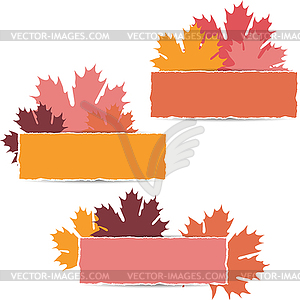 EPS10 Autumn maple leaves design.  - vector image