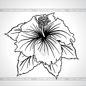 Черный макро китайской розы цветы - векторизованное изображение клипарта