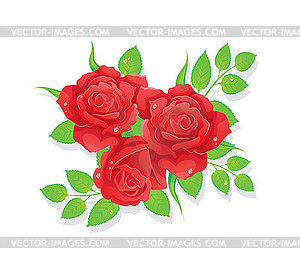 Background with beauty roses - vector image