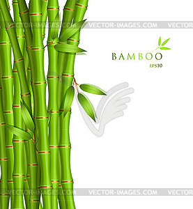 Background with green bamboo - vector image