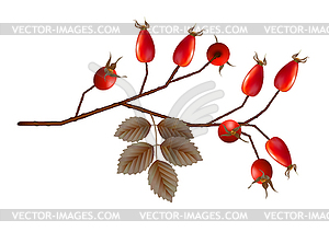 Rosehip Berries - vector clipart