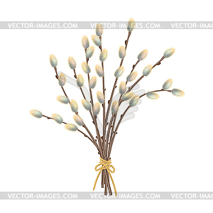 Pussy Willow Branches - vector clipart