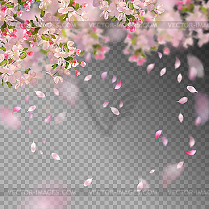 Spring Cherry Blossom - vector clip art