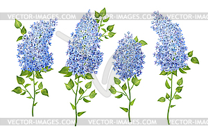 Set of Lilac Flowers - vector clip art