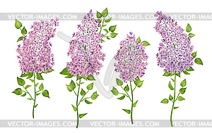 Set of Lilac Flowers - vector image