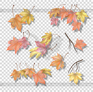 Set of maple autumn leaves - vector image