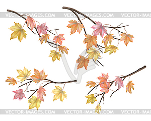 Set of maple autumn leaves - vector clipart