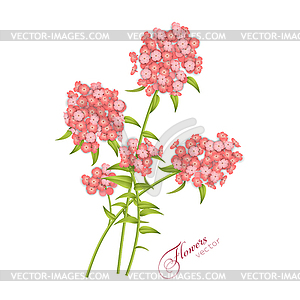 Phlox Flowers - vector clipart