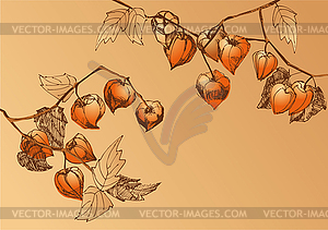 Orange physalis - vector image