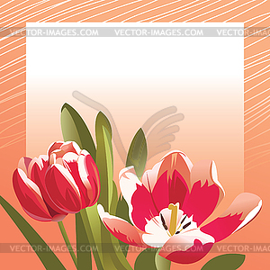 Congratulation card with tulips - vector clip art
