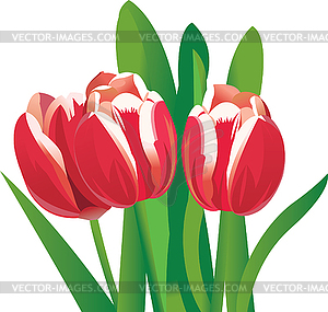 Flower tulips  - vector image