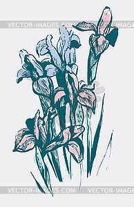 Iris flowers - vector image