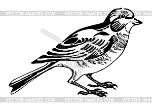 Linnet bird, sketch drawing - vector clipart