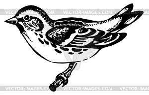 Siskin bird, hand-drawn - vector clip art