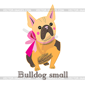 Small bulldog - vector clipart / vector image