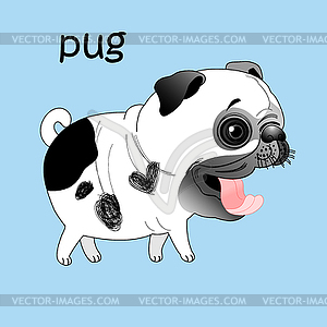 Funny pug - color vector clipart