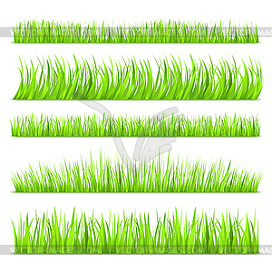 Summer Green Grass - vector clipart