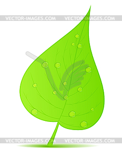 Green leaf - vector image