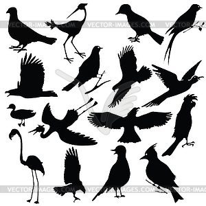 Birds - vector clipart