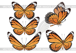 Butterfly.  - vector clip art