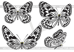 Butterfly.  - vector image