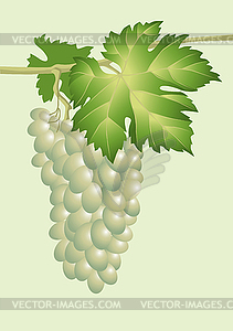 Cluster of vine.  - vector image