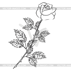 Design floral element. . Rose - royalty-free vector image