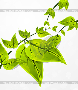 Background with leaves - vector image