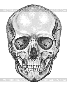 Skull - royalty-free vector image