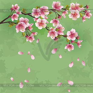 Grunge background with sakura blossom - Japanese - vector image