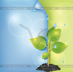 Eco background with plant and water drops - vector clipart
