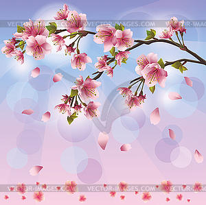 Весна фон с цветы сакуры - японской - векторизованное изображение