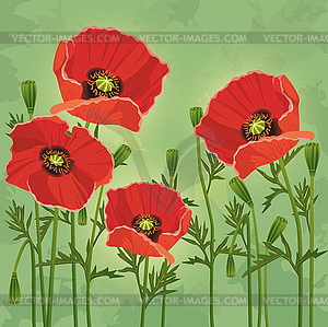 Floral vintage background with flowers poppies - vector clip art