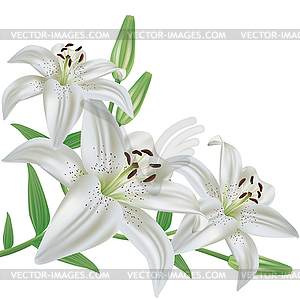 Flower lily - vector clipart