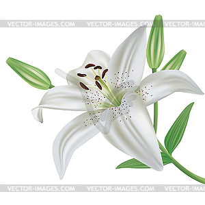 Lily flower - vector image