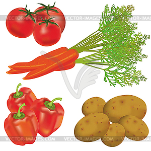 Set of realistic vegetables - vector clipart