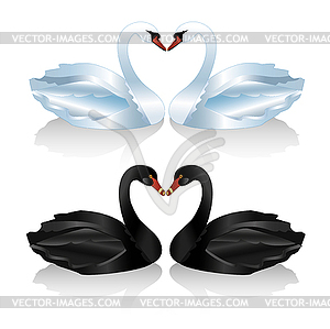 Set of white and black swans - vector clipart