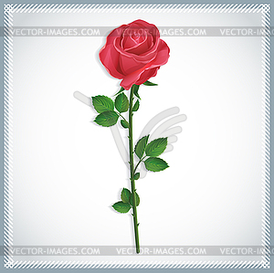 Flower red rose - vector clipart