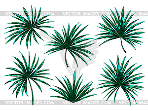 Set of tropical palm leaves - vector clipart