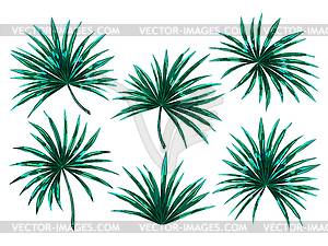 Set of tropical palm leaves - royalty-free vector clipart