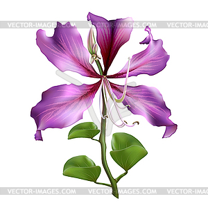 Pink Bauhinia Purpurea - vector image