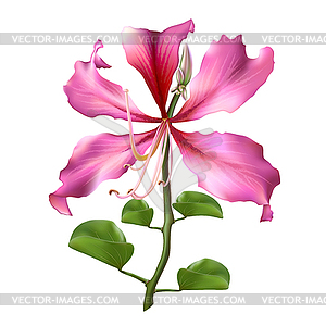 Pink Bauhinia Purpurea - vector clipart