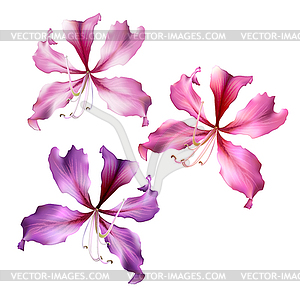 Pink Bauhinia Purpurea flowers - stock vector clipart