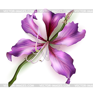 Pink Bauhinia Purpurea - vector image