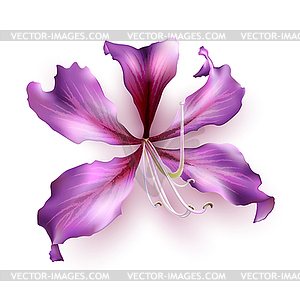 Pink Bauhinia Purpurea - vector image