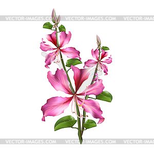 Pink Bauhinia Purpurea - vector clip art