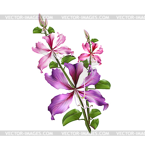 Pink Bauhinia Purpurea - vector clipart